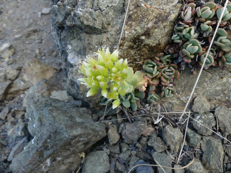 Sedum flavidum