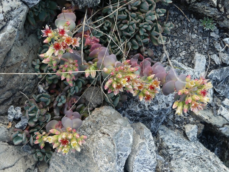 Sedum flavidum photo 2