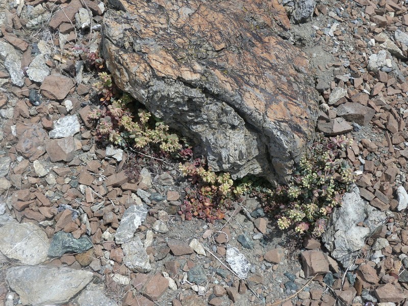 Sedum flavidum photo 3