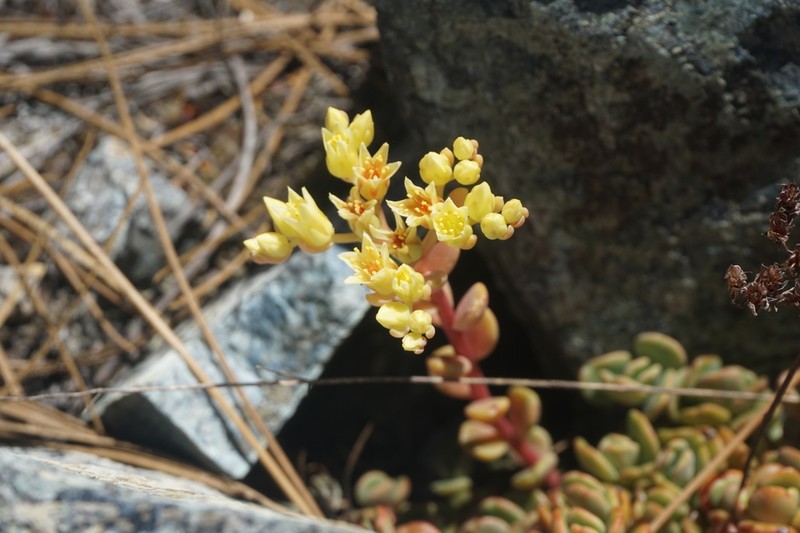 Sedum flavidum photo 4