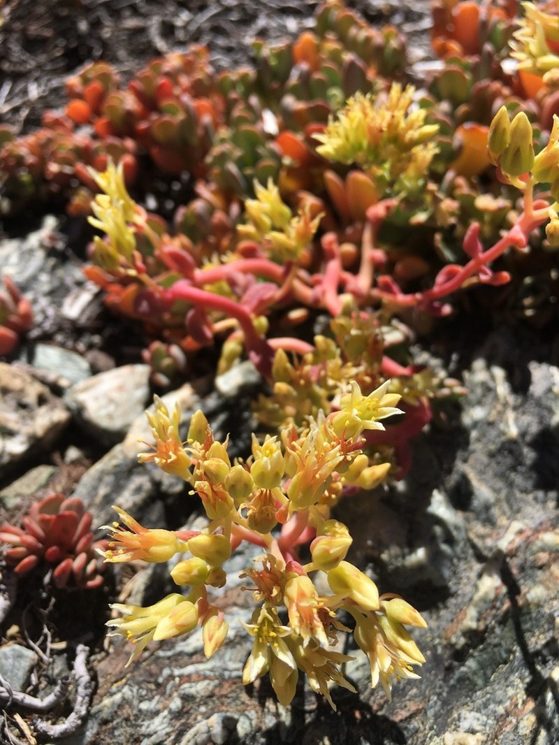 Sedum flavidum photo 5