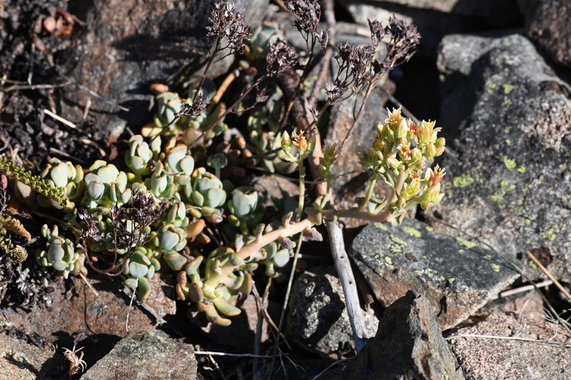 Sedum flavidum photo 6