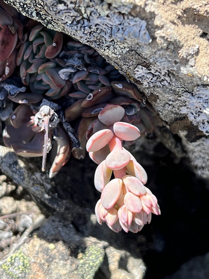 Sedum flavidum photo 7