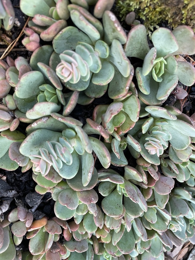 Sedum flavidum photo 8
