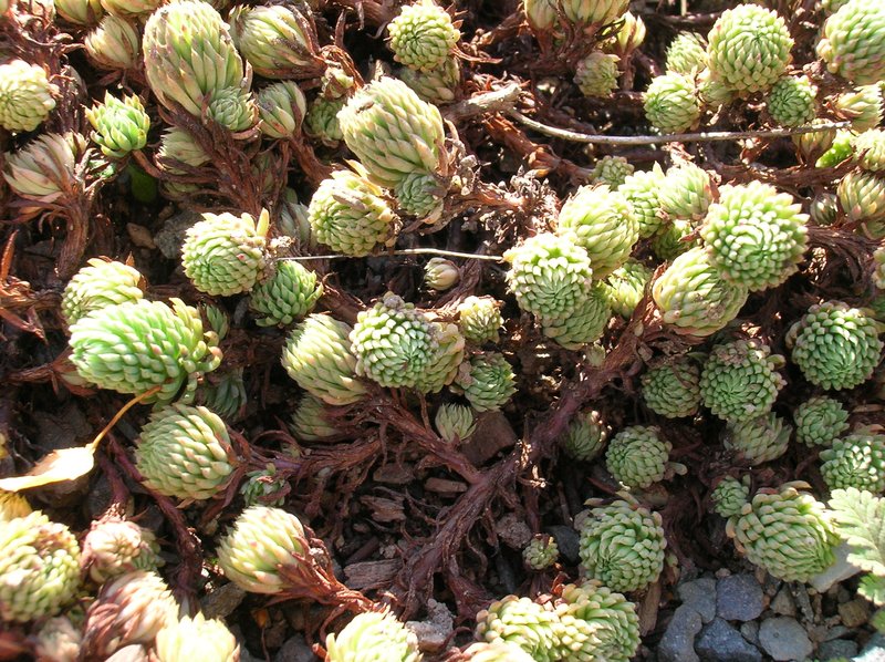 Sedum forsterianum
