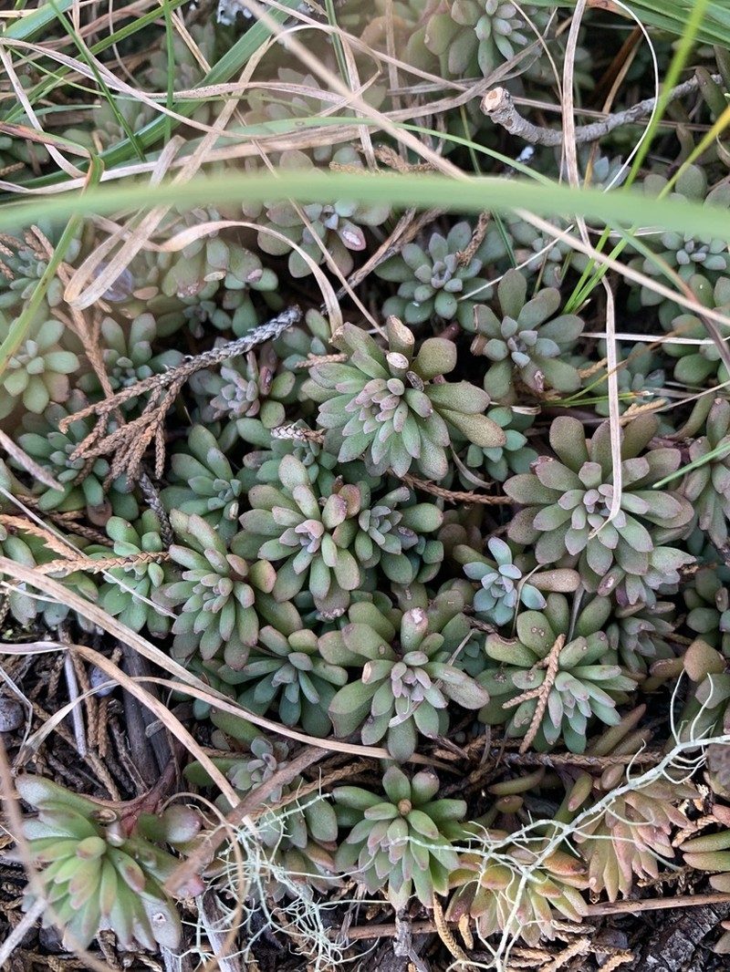 Cliff Stonecrop photo 2