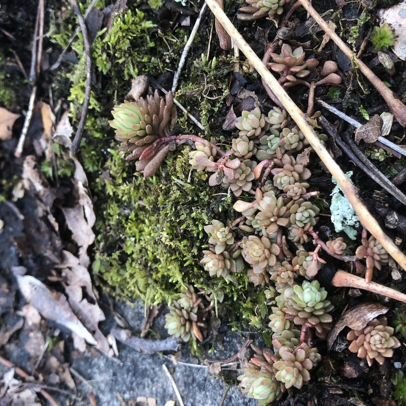 Cliff Stonecrop photo 3