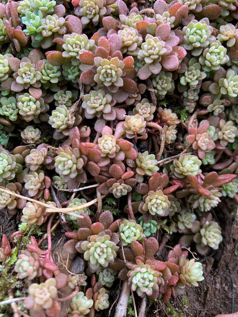 Cliff Stonecrop photo 4