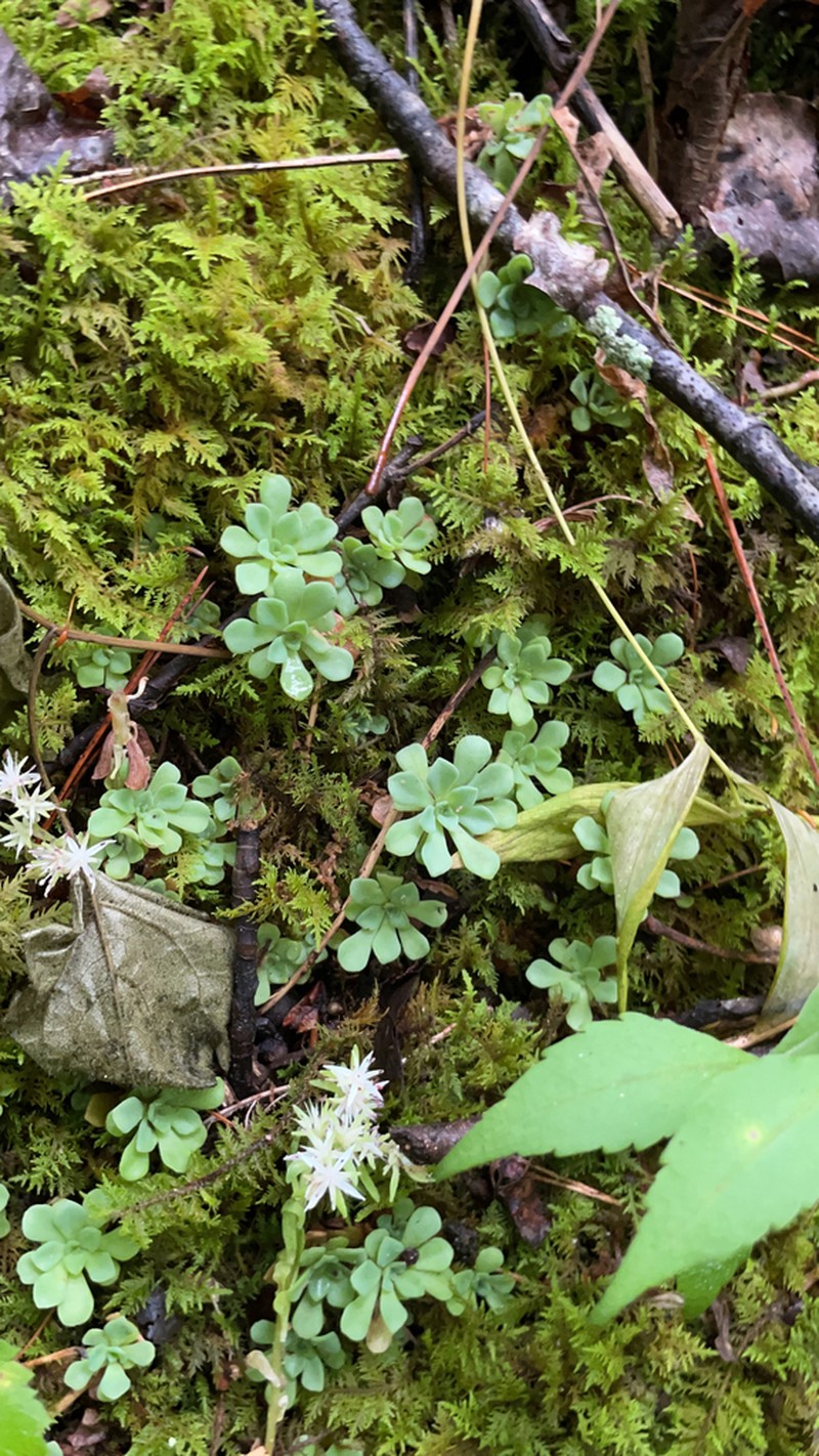 Cliff Stonecrop photo 5