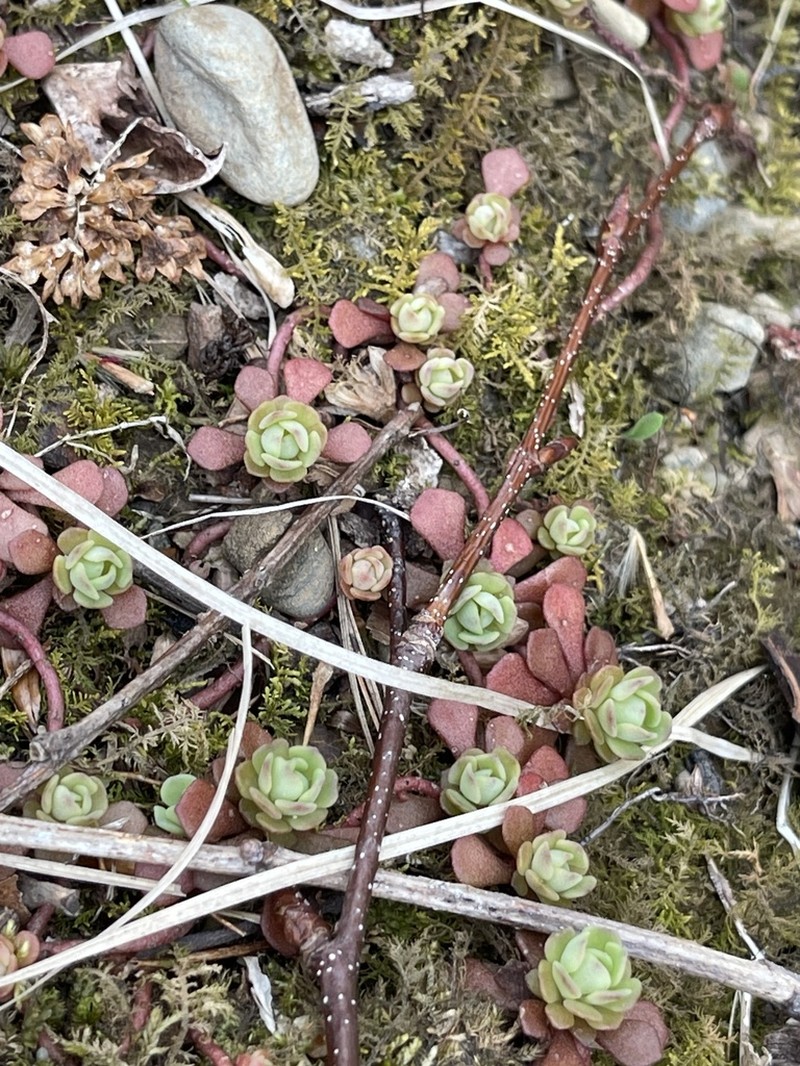 Cliff Stonecrop photo 6