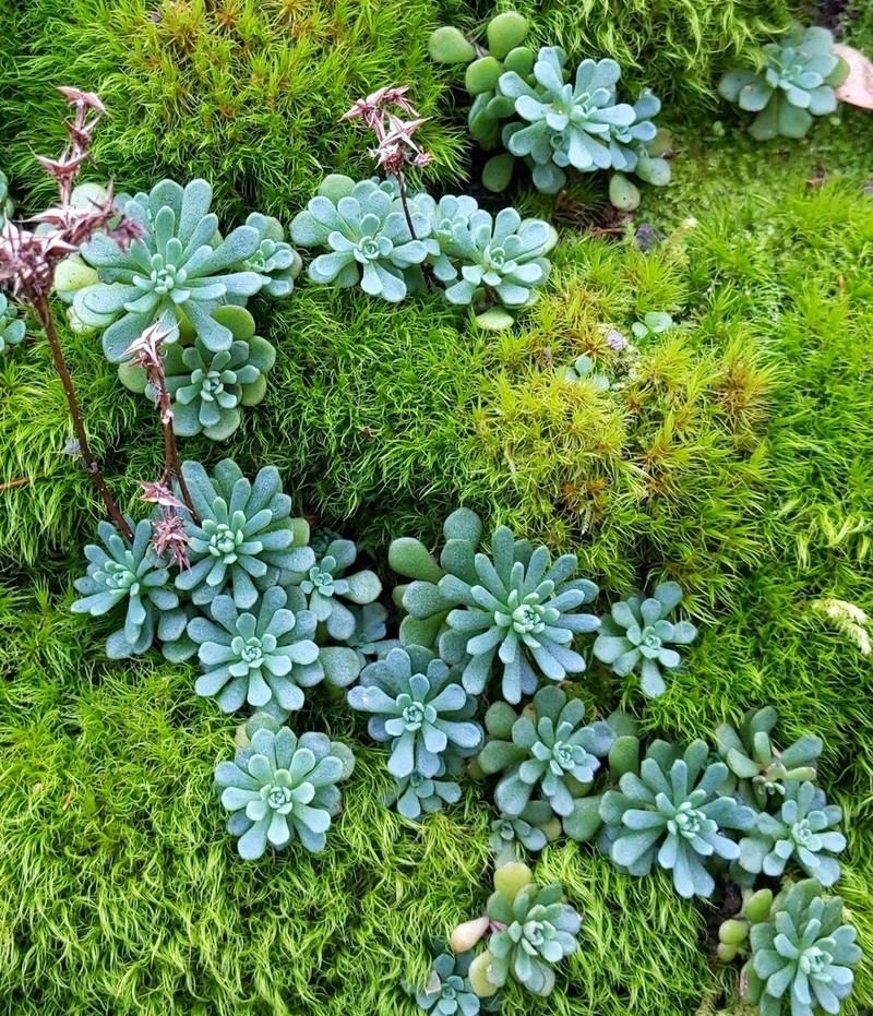 Cliff Stonecrop photo 7
