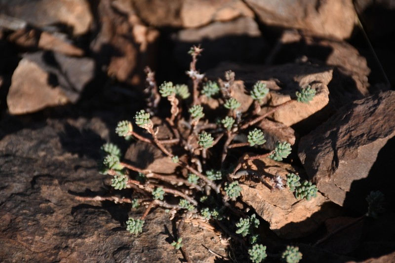 Havard's Stonecrop