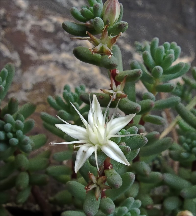 Havard's Stonecrop photo 2