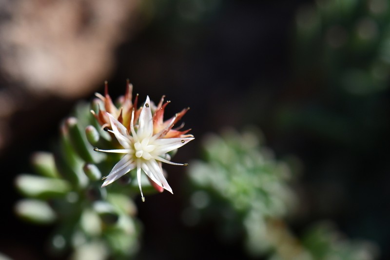 Havard's Stonecrop photo 3