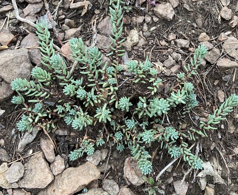 Havard's Stonecrop photo 4