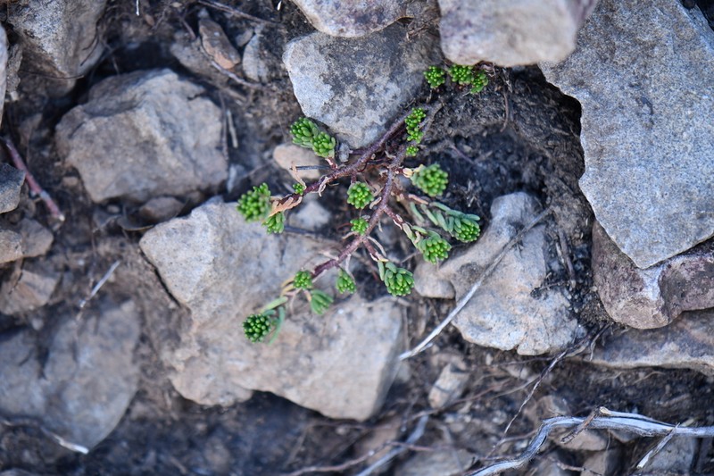 Havard's Stonecrop photo 5
