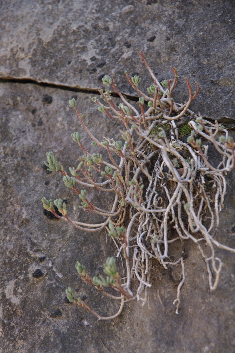 Havard's Stonecrop photo 6