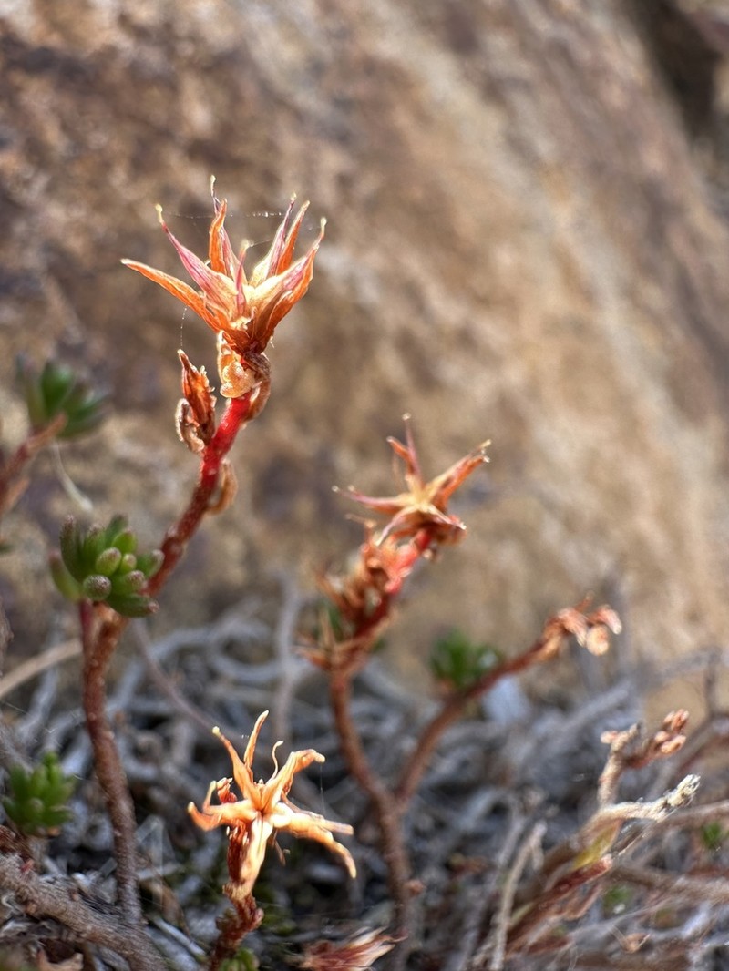 Havard's Stonecrop photo 7