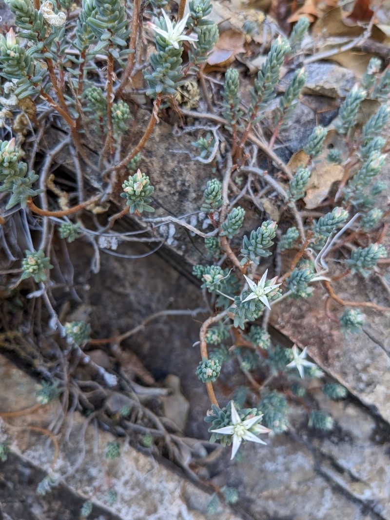 Havard's Stonecrop photo 8