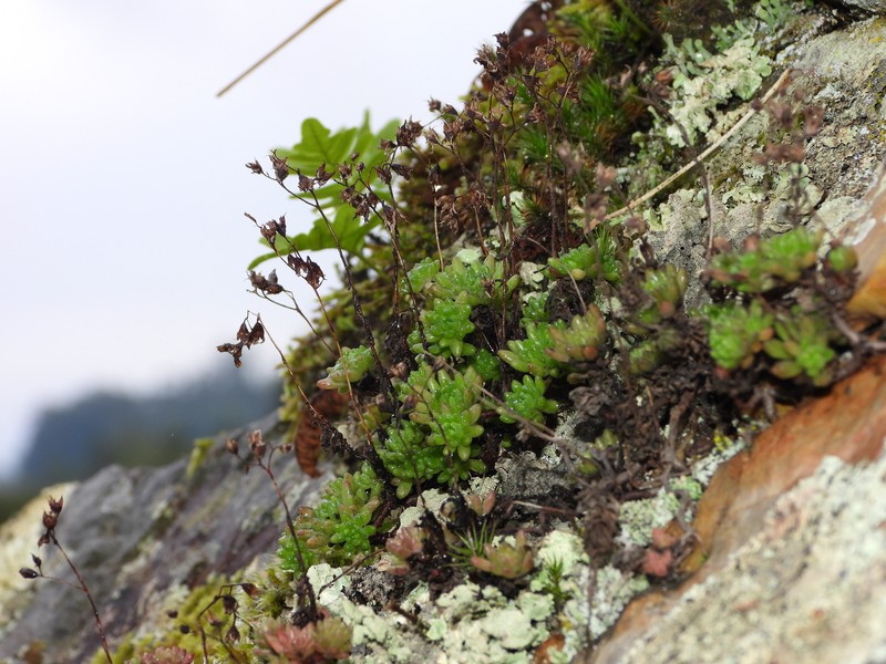 Sedum hirsutum subsp. hirsutum