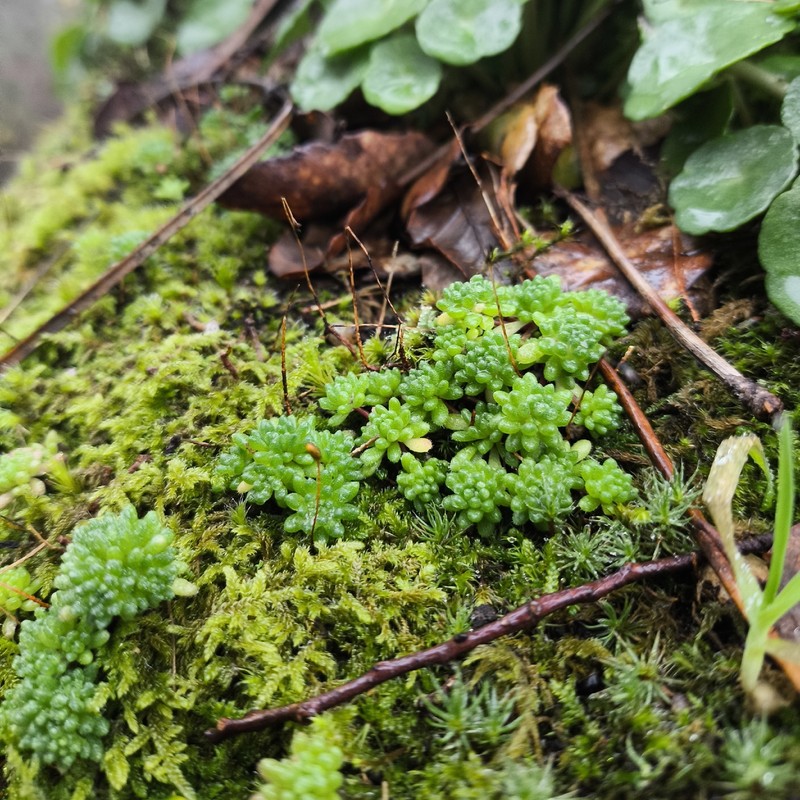 Sedum hirsutum subsp. hirsutum photo 2