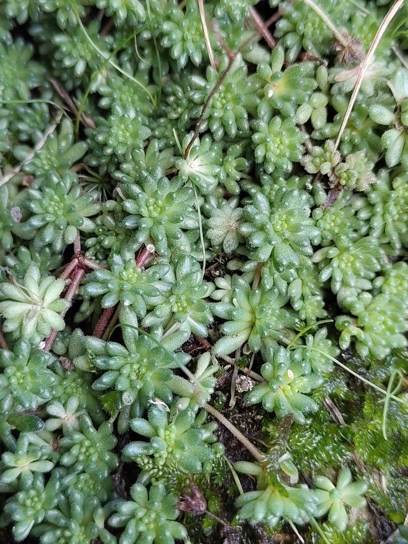 Sedum hirsutum subsp. hirsutum photo 3