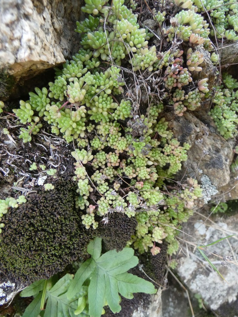Sedum hirsutum subsp. hirsutum photo 4