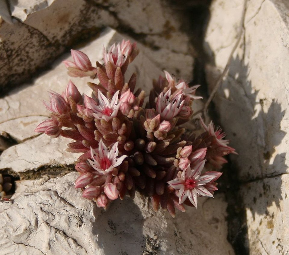 Spanish Stonecrop