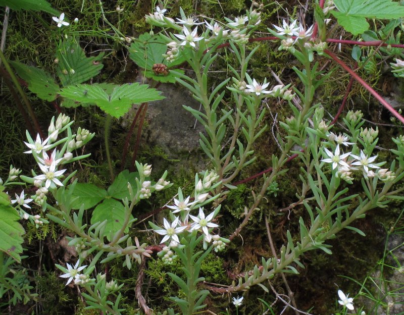 Spanish Stonecrop photo 5