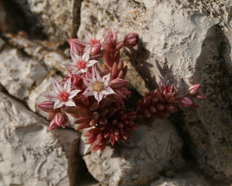 Spanish Stonecrop photo 2