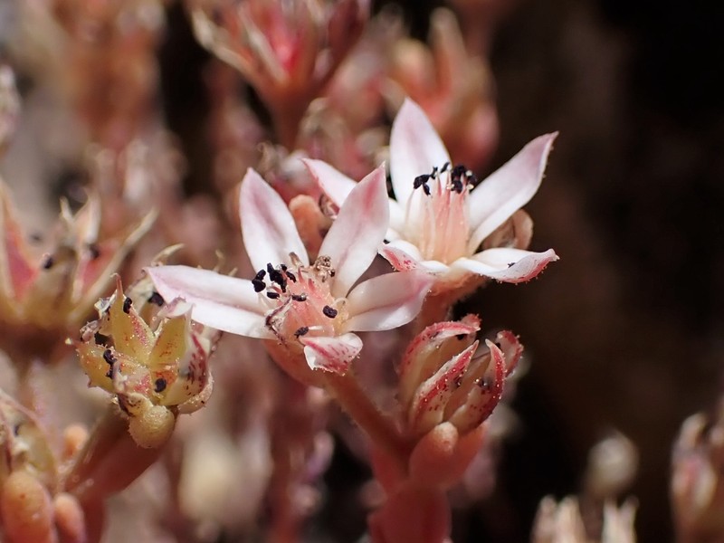 Spanish Stonecrop photo 3