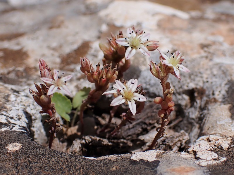 Spanish Stonecrop photo 4