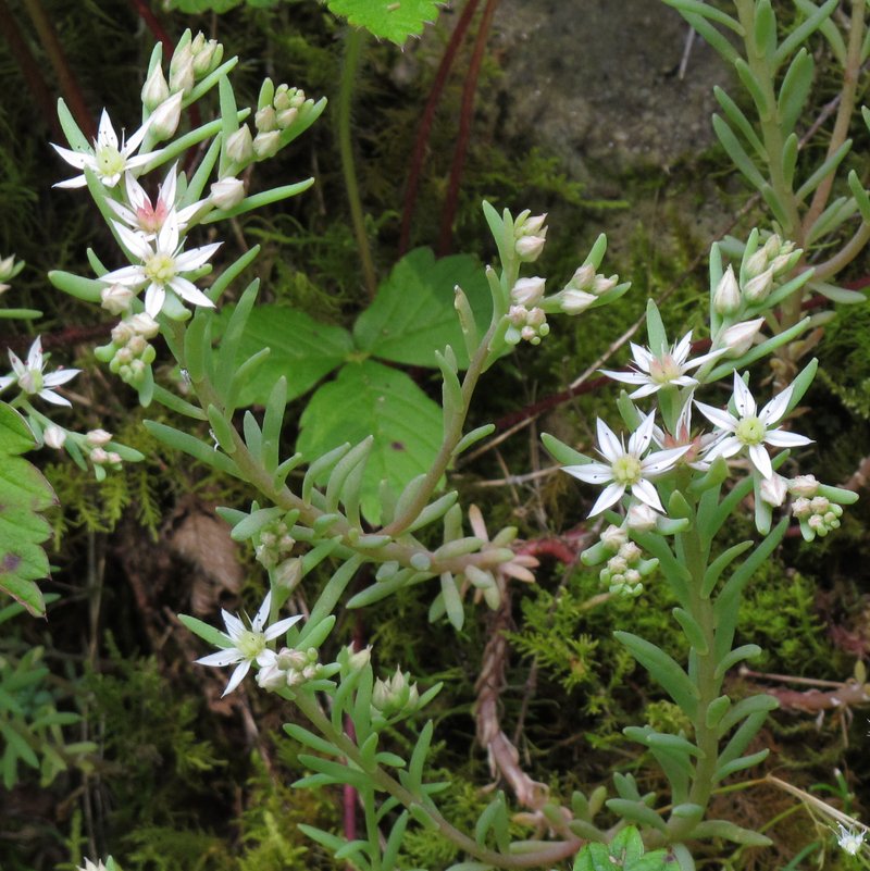 Spanish Stonecrop photo 6