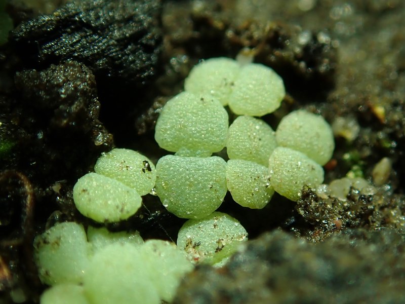 Spanish Stonecrop photo 7