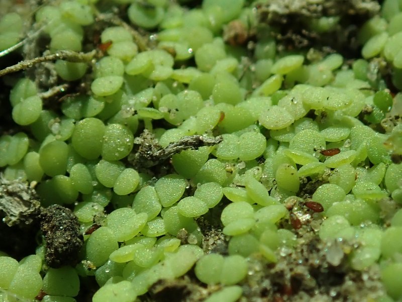 Spanish Stonecrop photo 8
