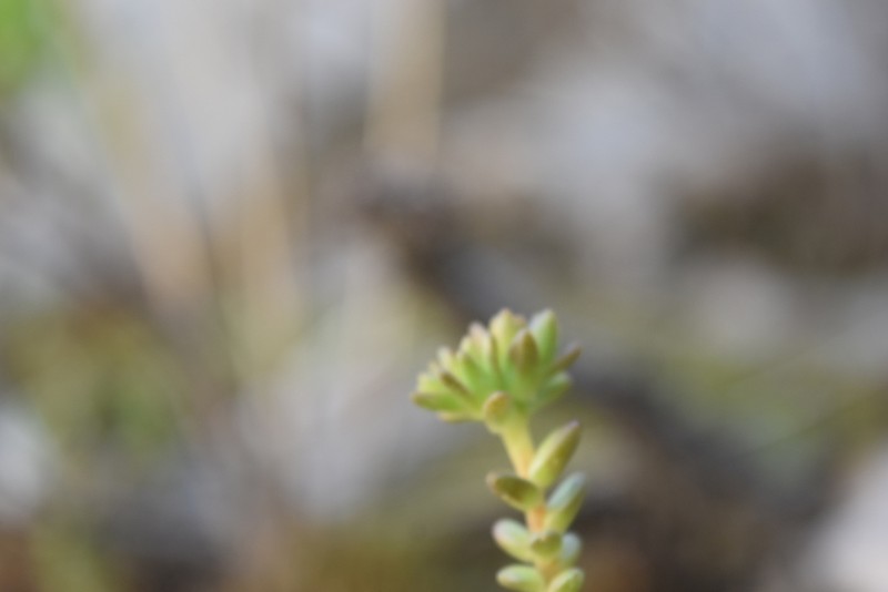 Sedum ignescens photo 2