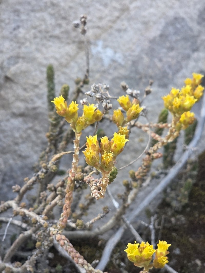 Sedum ignescens photo 3