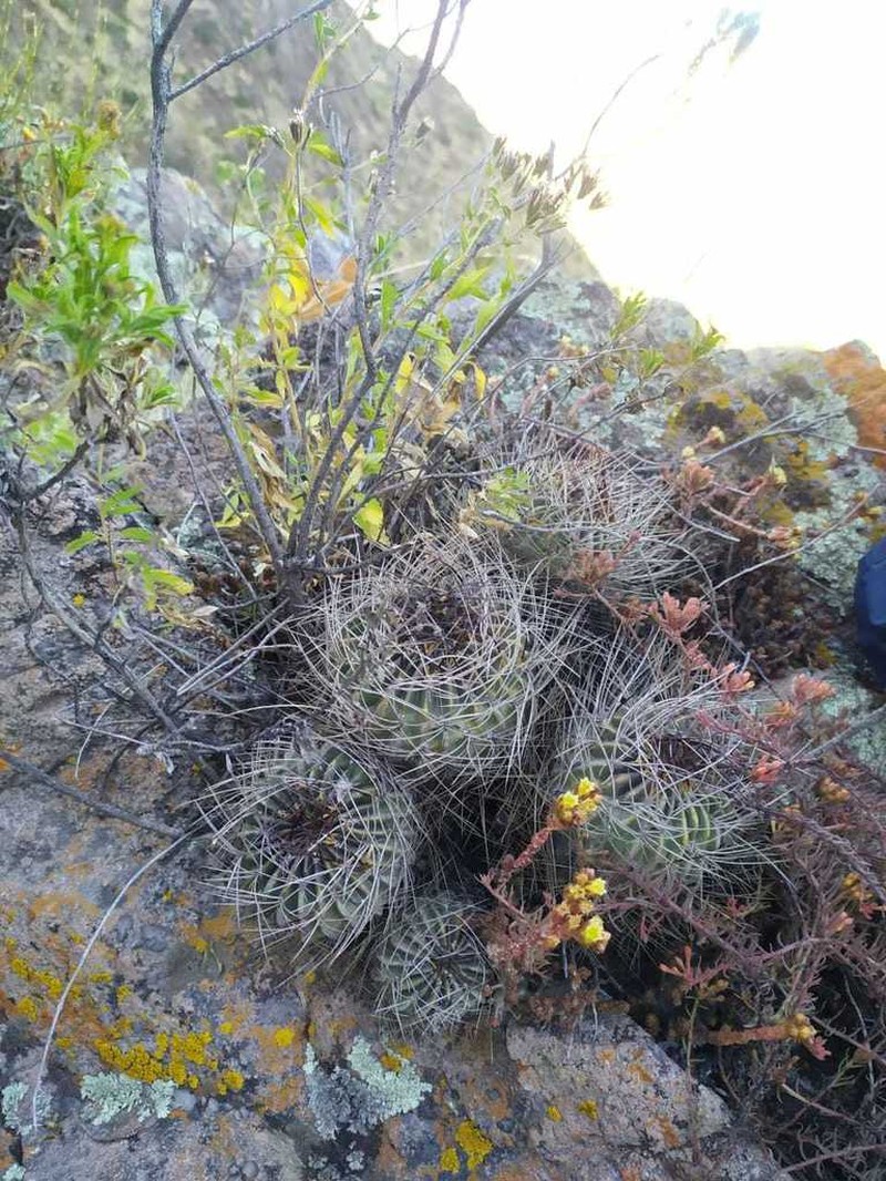 Sedum ignescens photo 4