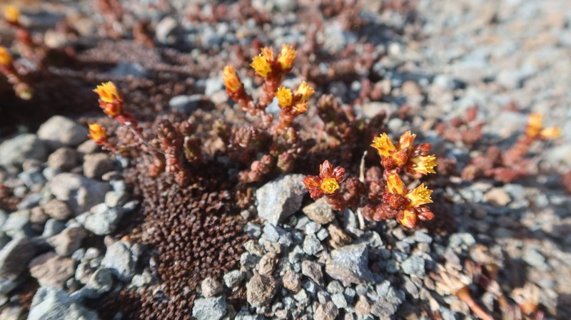 Sedum ignescens photo 5