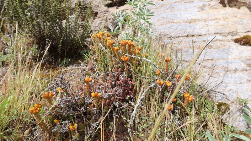 Sedum ignescens photo 6