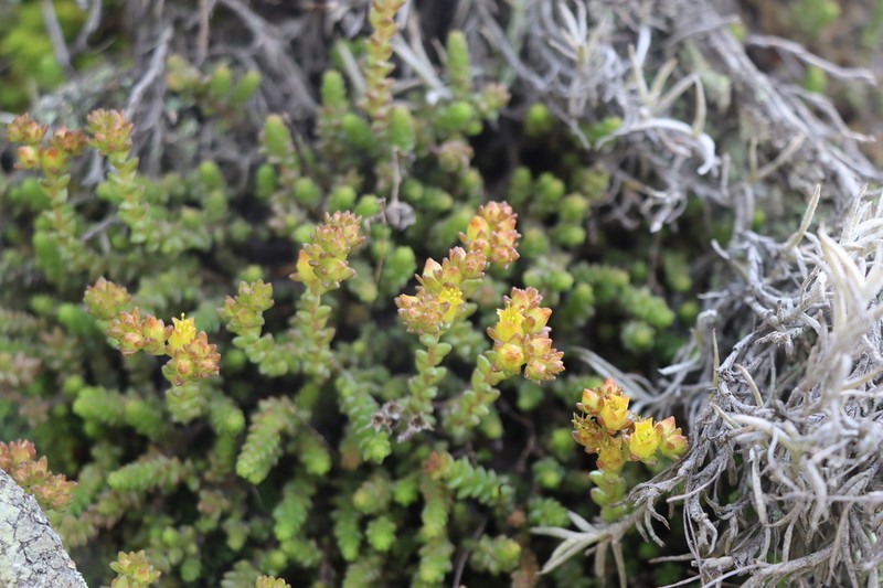 Sedum ignescens photo 7