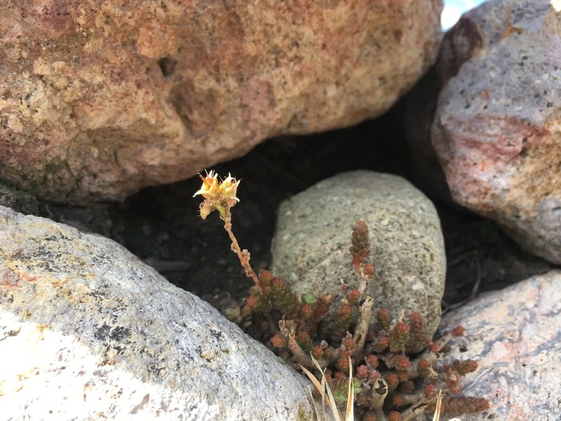Sedum ignescens photo 8