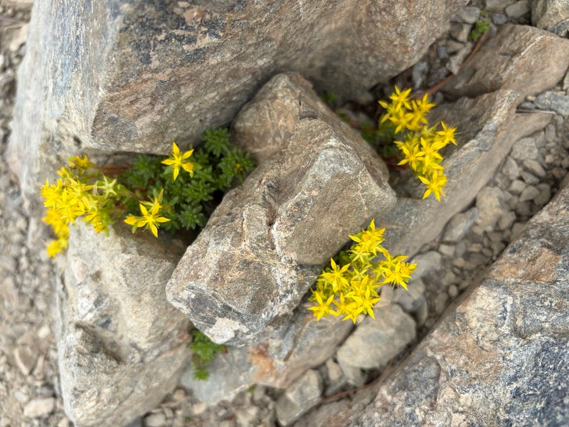 Sedum japonicum subsp. japonicum photo 2