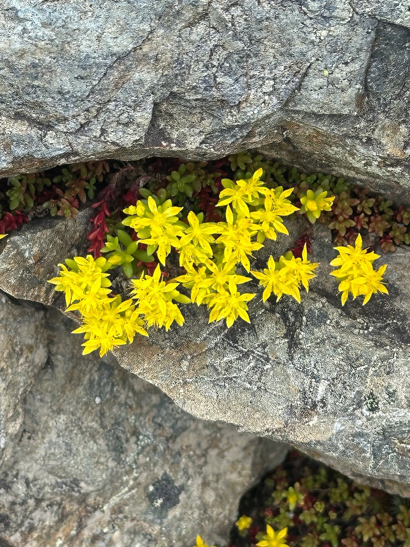 Sedum japonicum subsp. japonicum photo 3