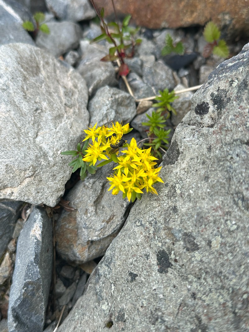 Sedum japonicum subsp. japonicum photo 4
