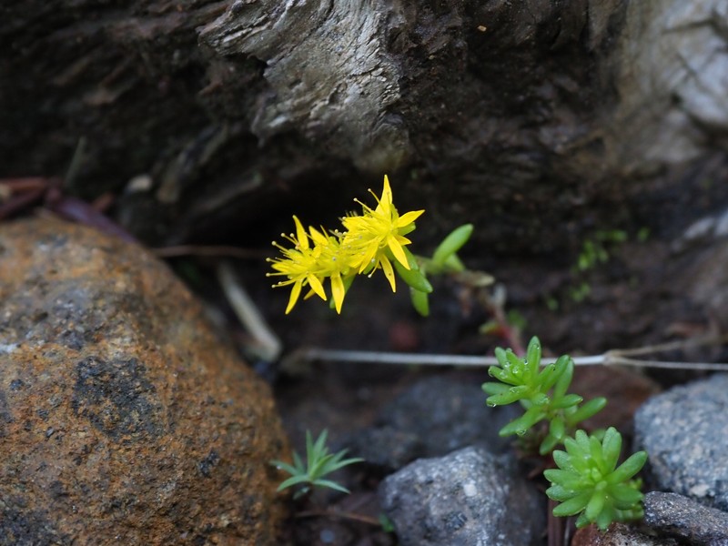 Sedum japonicum subsp. japonicum photo 5