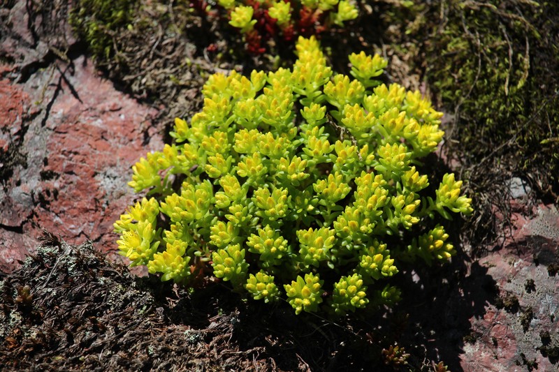 Sedum japonicum subsp. japonicum