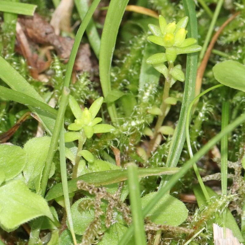 Sedum japonicum subsp. japonicum photo 6