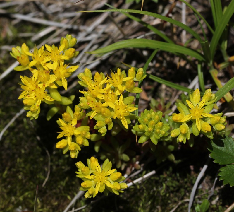 Sedum japonicum subsp. japonicum photo 7
