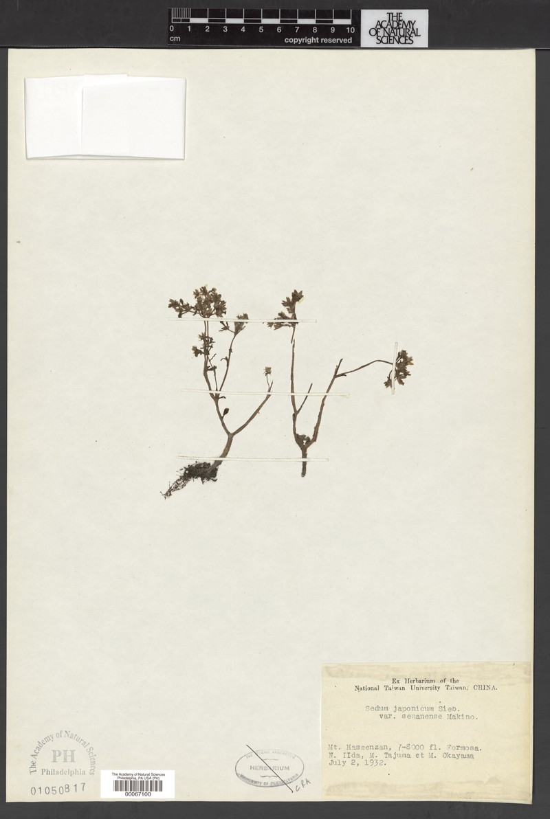 Sedum japonicum var. senanense